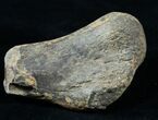 Partial Struthiomimus Metatarsal (Toe) Bone #3835-4